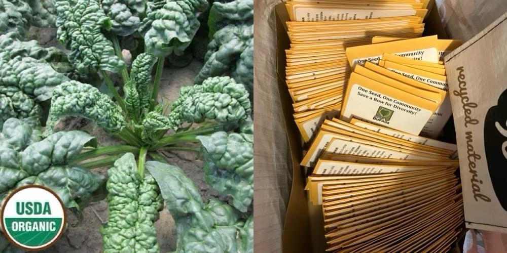 Norfolk%20pic%20and%20seed%20packs.jpeg