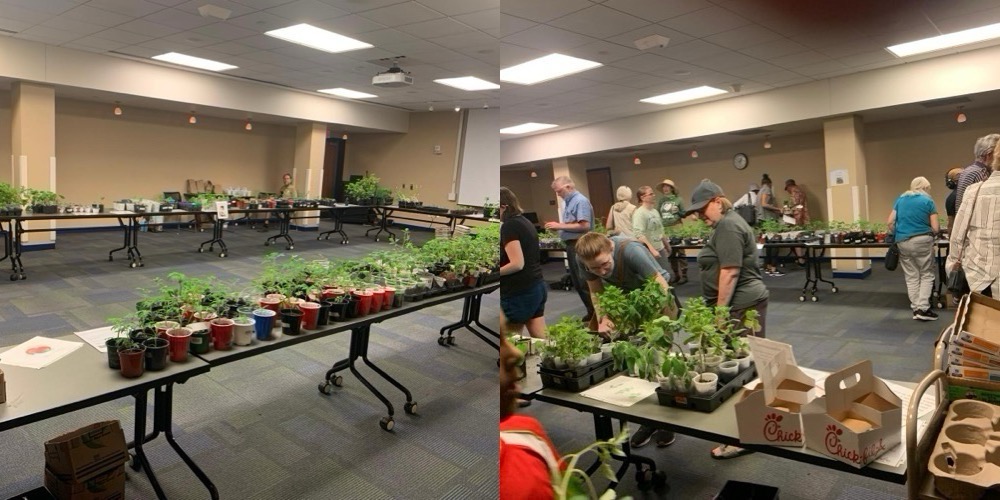 combined%20pic%20Seedling%20Swap.jpeg