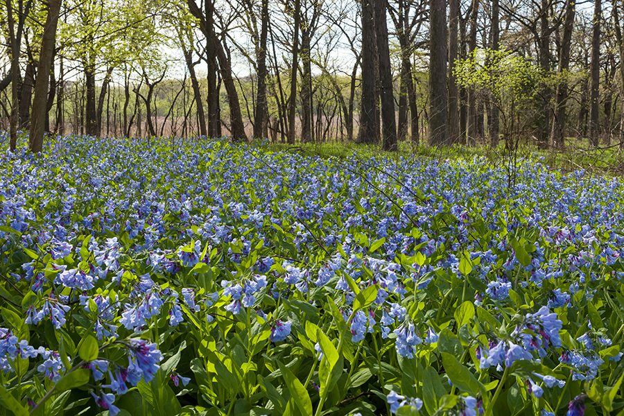 maple-grove-virginia-bluebells-900x600.jpg