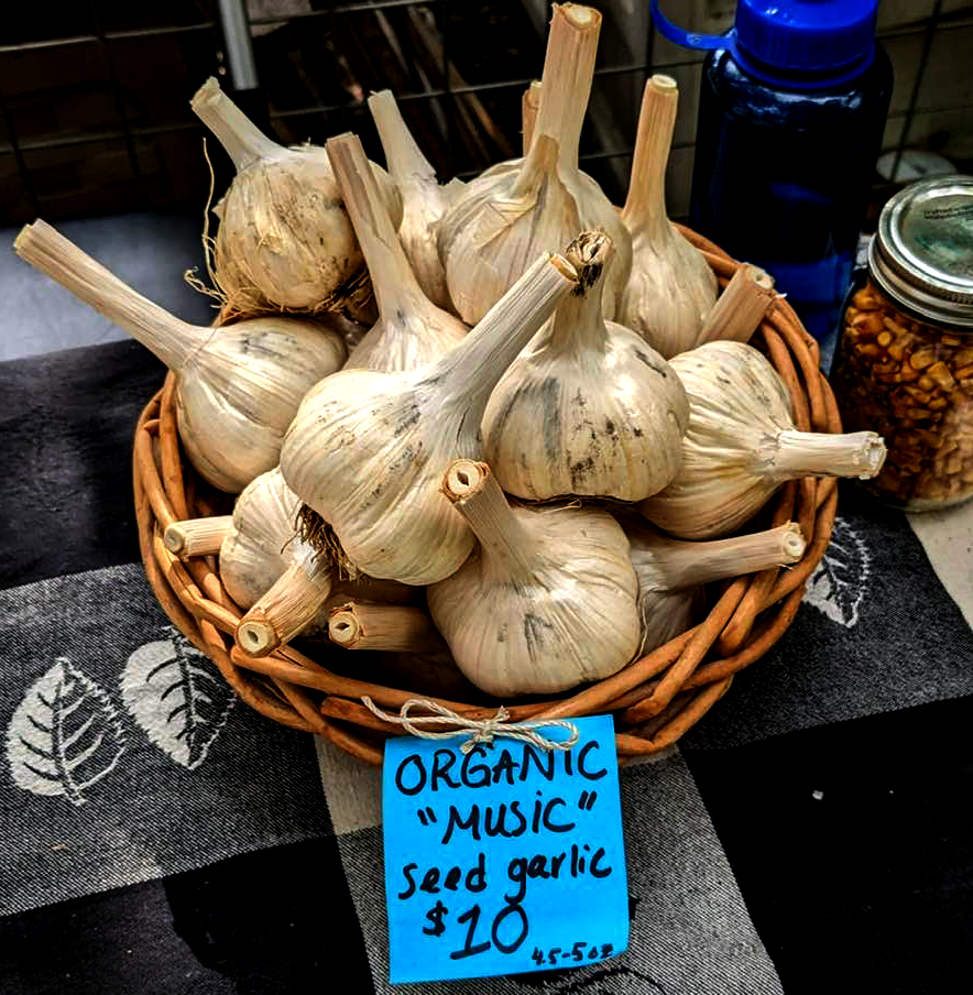 seed garlic in a basket